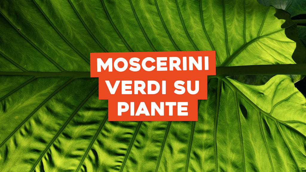 Moscerini Verdi Sulle Piante: Prevenzione E Rimedi Naturali – Simegarden