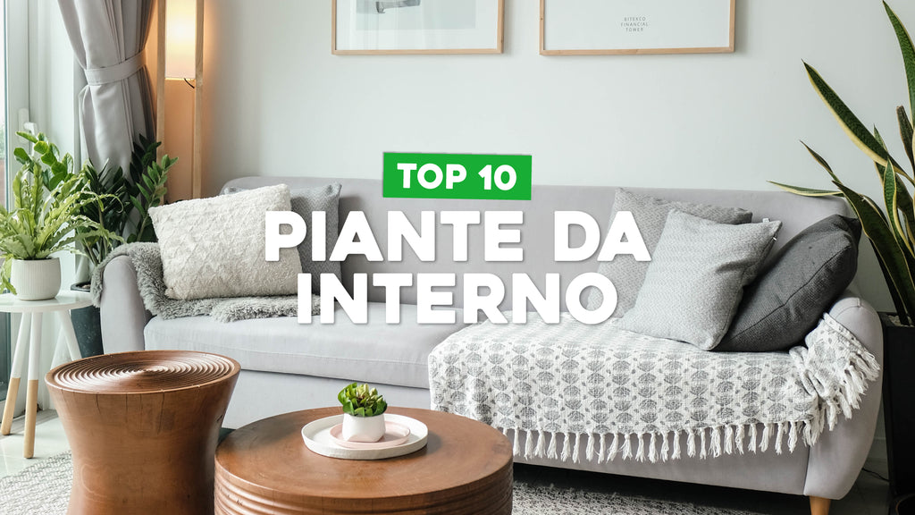 Piante belle da interno: le migliori 10 – Simegarden