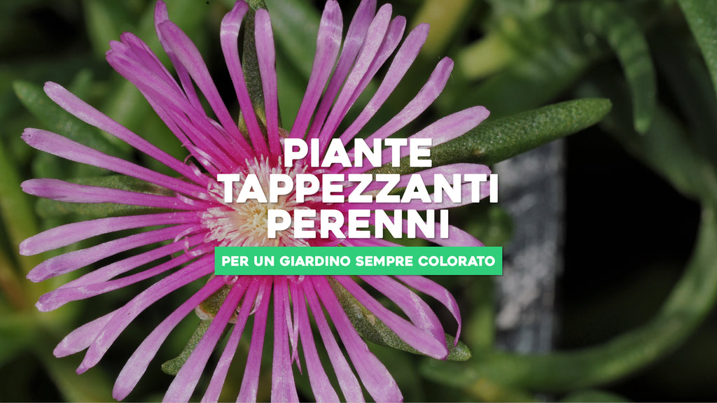 Piante bonsai: quali sono e come prendersene cura – Simegarden