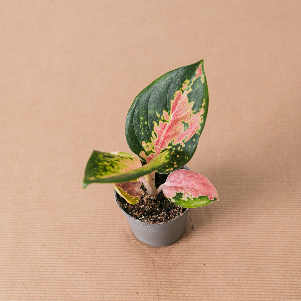 Aglaonema china red – Simegarden