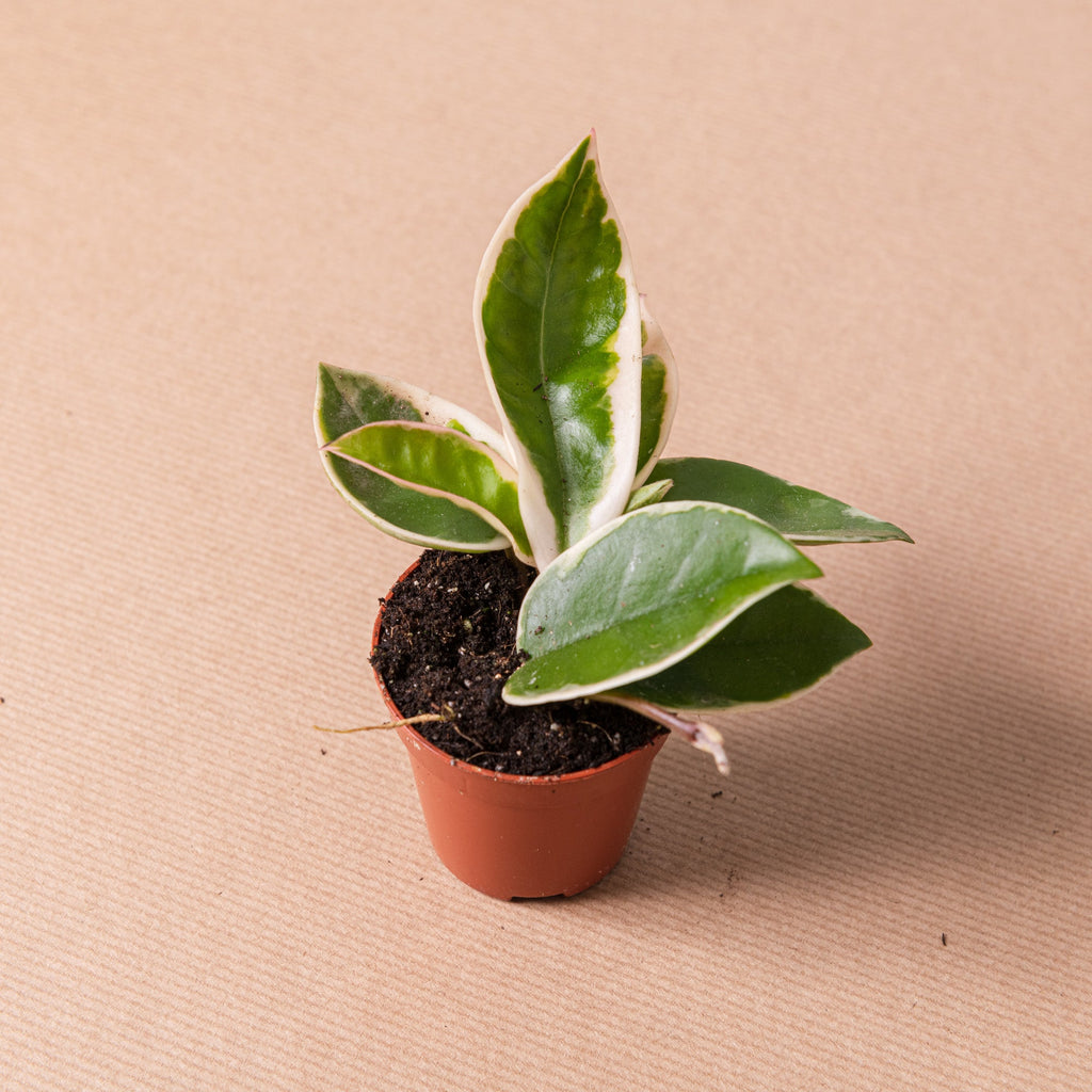 Hoya carnosa krimson queen – Simegarden