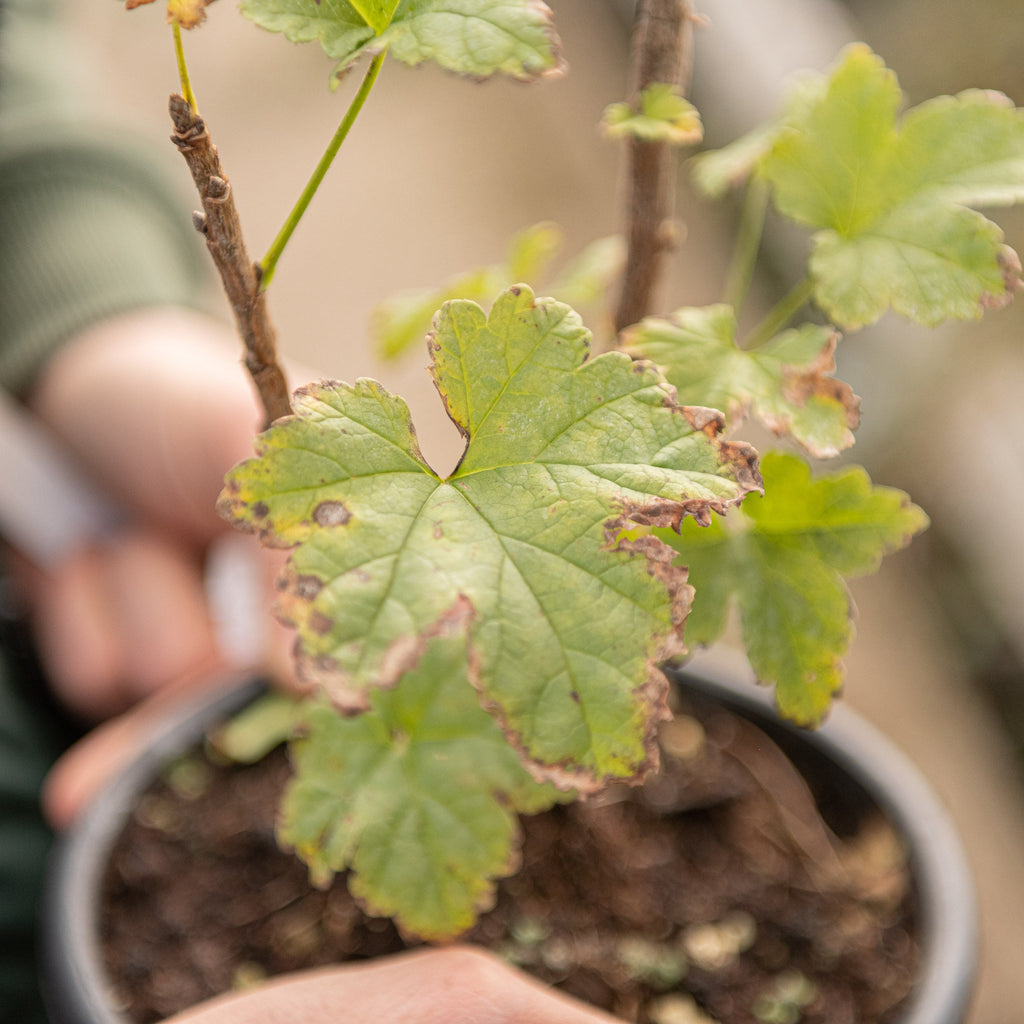 Ribes rosso – Simegarden