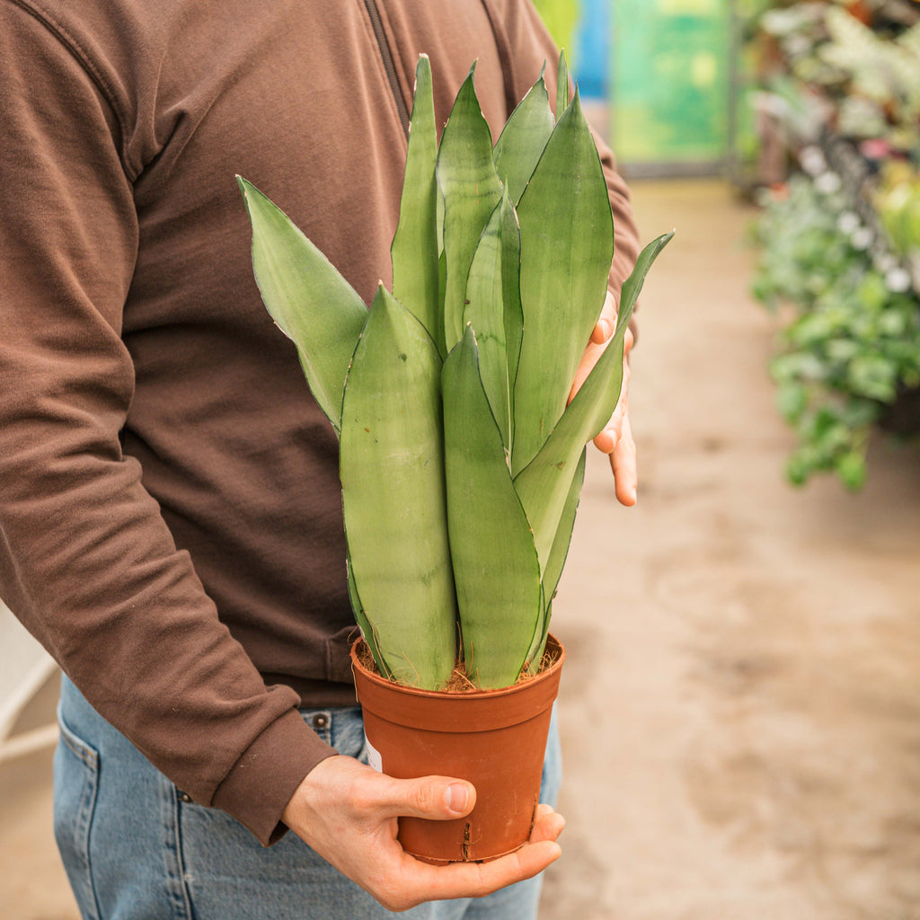 Sansevieria moonshine – Simegarden