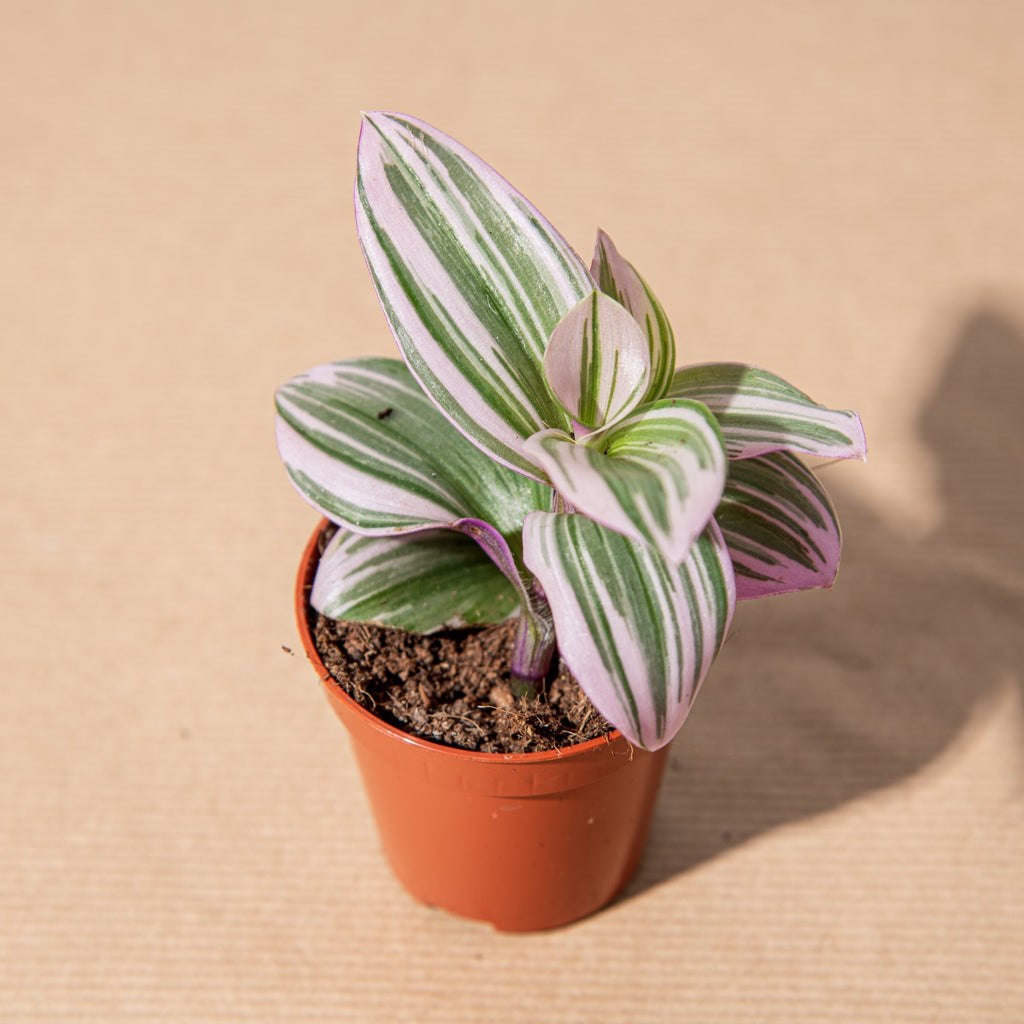 Tradescantia Cadente cm 90