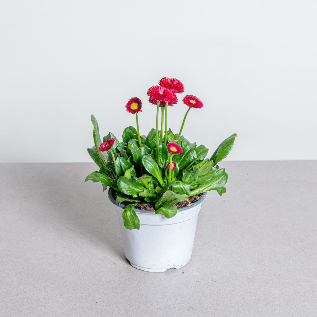 Bellis perennis