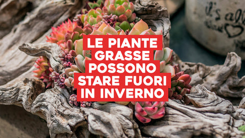 Le Piante Grasse Possono Stare Fuori in Inverno: Come Proteggere le Tue Succulente dal Freddo