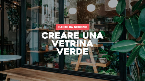 Piante da Negozio: Attrai Clienti con una Vetrina Verde