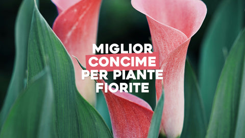 Miglior Concime per Piante Fiorite: Nutrizione Ottimale per una Fioritura Rigogliosa