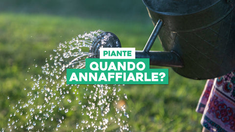 Le Piante si Annaffiano la Mattina o la Sera: Gestione Ottimale dell'Irrigazione