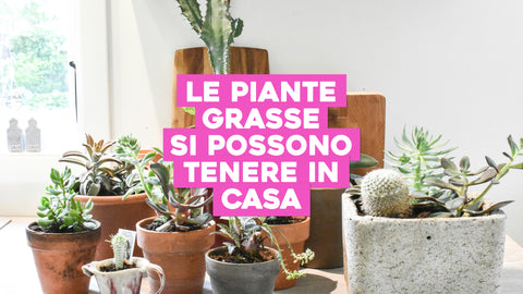 Le Piante Grasse Si Possono Tenere in Casa: Guida alla Coltivazione in Ambienti Interni