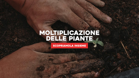 Moltiplicazione Piante: Scopri le Diverse Modalità di Riproduzione