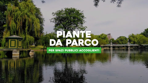 Piante da Parco: Verde Rigoglioso per Spazi Pubblici Accoglienti