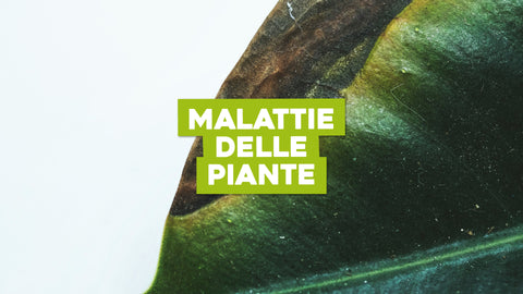 Malattie Piante: Riconoscimento e Cura per un Giardino Sano