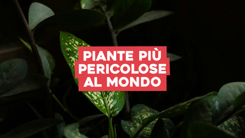 Le Piante più Velenose al Mondo: Conosci le Piante dal Potere Pericoloso