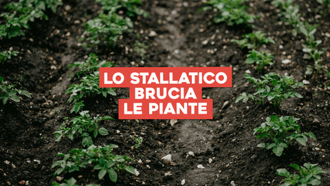 Lo Stallatico Brucia le Piante: Utilizzo del Letame in Modo Sicuro ed Efficace