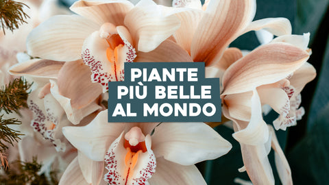 Le Piante più Belle del Mondo: Un Viaggio nel Regno della Flora