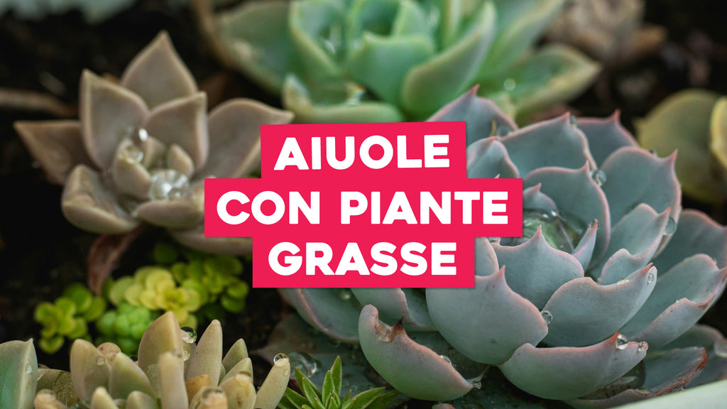 Aiuole Moderne con Piante Grasse: Un Design Eclettico per il Tuo Giard ...