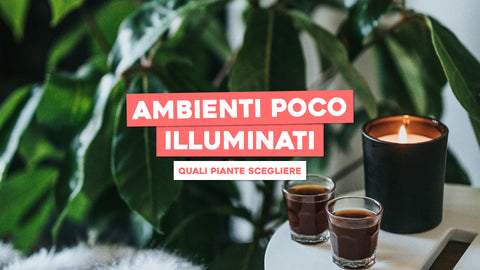 Piante da Interno Poca Luce: Soluzioni Verdi per Ambienti Meno Illuminati