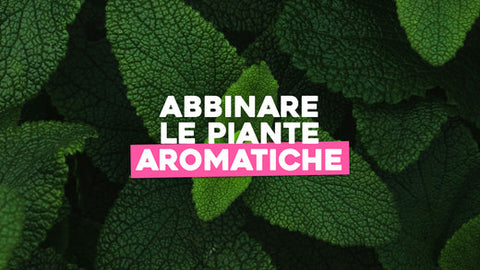 Abbinamenti Piante Aromatiche: Creare Armonia e Gusto nel Tuo Giardino