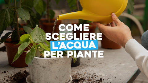 Come scegliere l'acqua per piante 