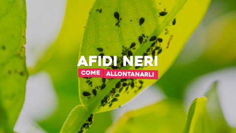 Afidi neri piante