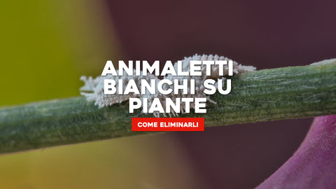 Animaletti bianchi piante: come sbarazzarsene