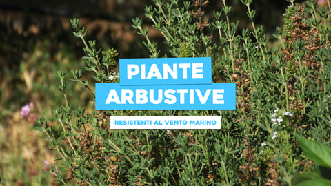 Piante Arbustive Comuni sui Litorali: Verde che Affronta la Brezza Marina