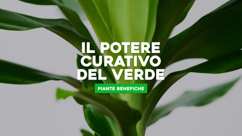 Piante Benefiche: Il Potere Curativo del Verde