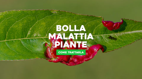 Bolla malattia piante: come trattarla