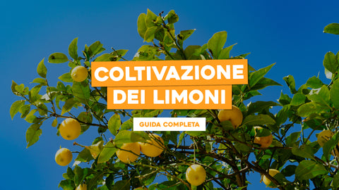 Limoni Cura delle Piante: Guida Completa alla Coltivazione dei Limoni