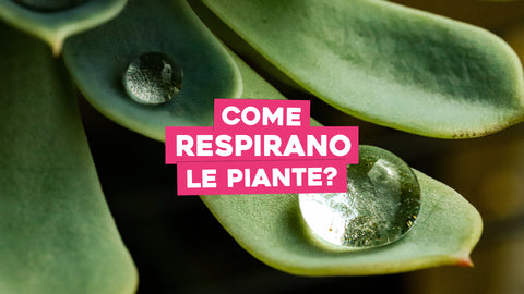 Come respirano le piante 