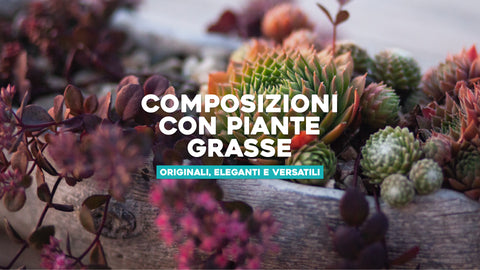 Composizioni con piante grasse 