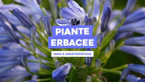 Piante erbacee: definizione, nomi e caratteristiche - Simegarden