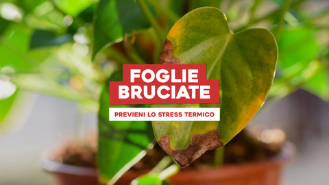 Foglie Piante Bruciate: Proteggi il Tuo Verde da Stress Termici