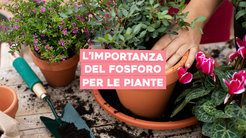 L'importanza del fosforo per le piante 