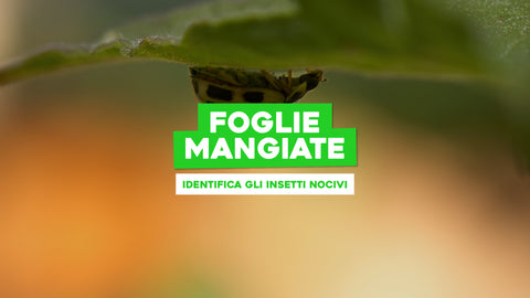 Foglie Piante Mangiate: Identifica e Sconfiggi gli Insetti Nocivi