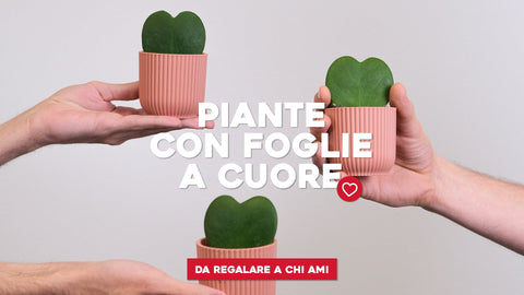 Le 3 piante con foglie a cuore da regalare a chi si ama - Simegarden 