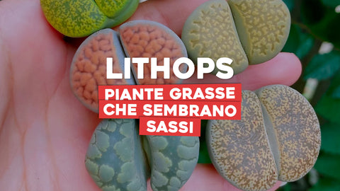 Lithops, le piante grasse che sembrano sassi