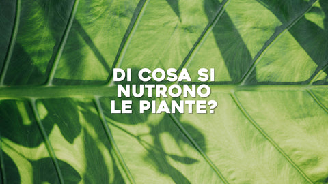 Di Cosa si Nutrono le Piante: Segreti di Nutrimento Vegetale