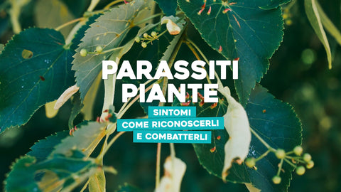 Parassiti piante: sintomi, come riconoscerli e combatterli - Simegarden 