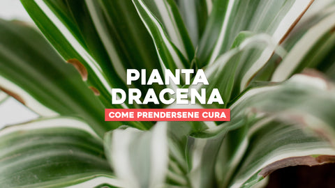 Pianta dracena come prendersene cura