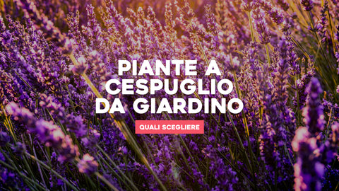 Piante a cespuglio per giardino 