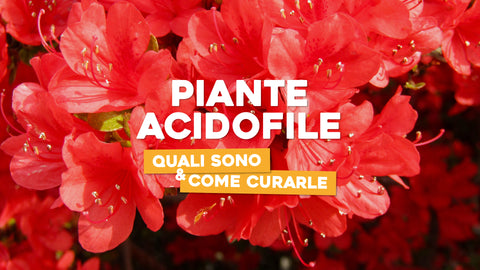 Piante acidofile 