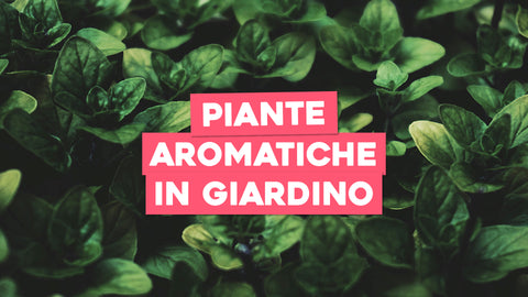 Coltivare piante aromatiche in giardino: tutto quello che devi sapere