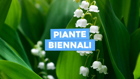 Piante Biennali: Bellezza che Ritorna Ogni Due Anni