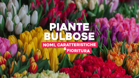 Piante bulbose 