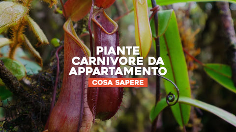 Piante carnivore da appartamento 