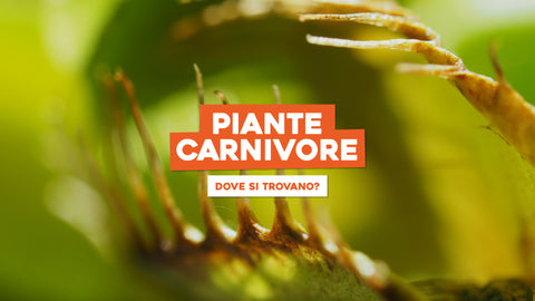 Piante carnivore dove si trovano: esplora il fascino della preda verde