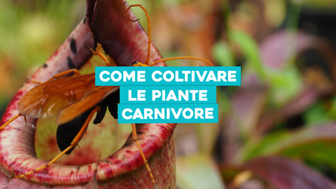 Cura delle piante carnivore 