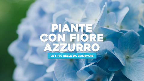 Piante con fiore azzurro: le 5 più belle da coltivare - Simegarden 